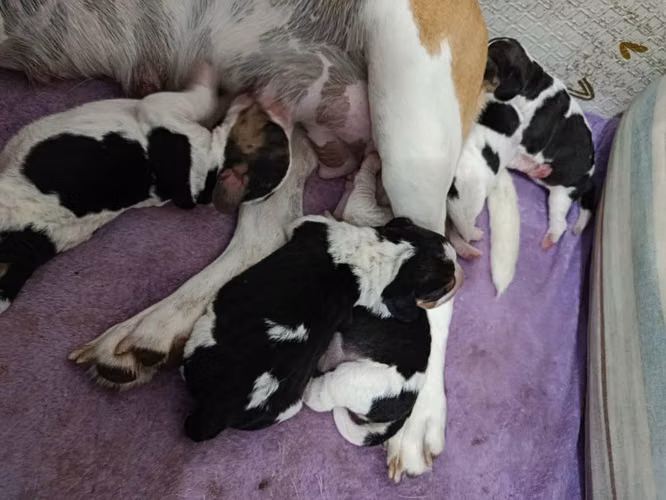 American Beagle