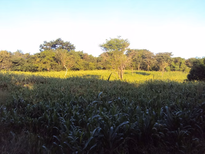 VENTA DE TERRENO DE 28MZS CERCA DE COSTARERA KM 65 DIRAMBA! LAM - Imagen 8