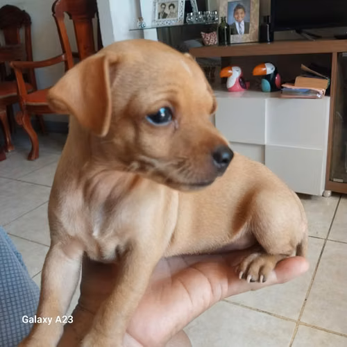 perros doberman pinscher miniatura