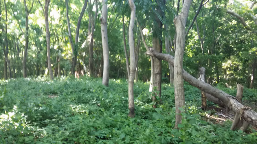 VENTA DE TERRENO EN CARRETERA SUR - Imagen 7