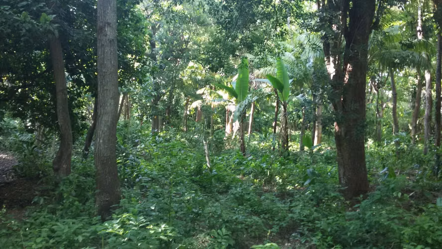 VENTA DE TERRENO EN CARRETERA SUR - Imagen 5