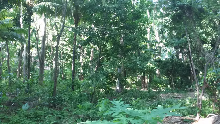 VENTA DE TERRENO EN CARRETERA SUR - Imagen 4