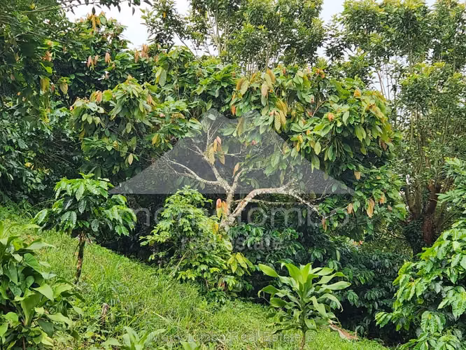 Finca en Venta La Dalia, Tuma La Dalia