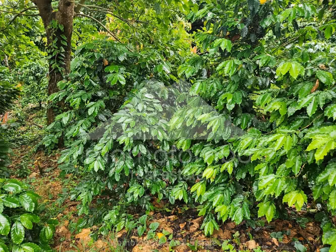 Finca en Venta La Dalia, Tuma La Dalia