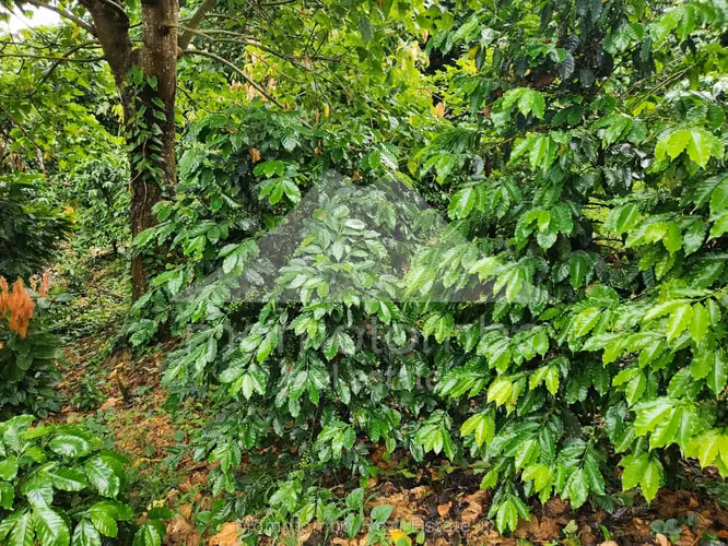 Finca en Venta La Dalia, Tuma La Dalia