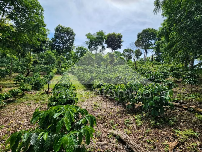 Finca en Venta La Dalia, Tuma La Dalia