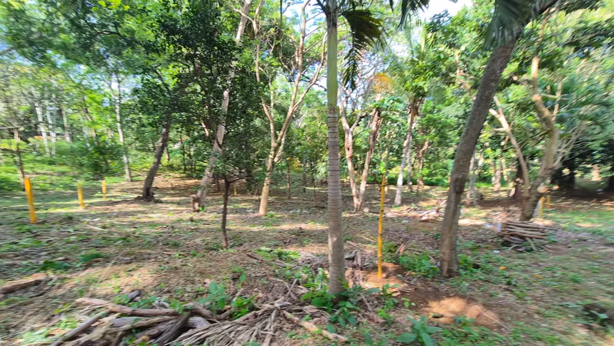 Precioso lote de terreno en San Isidro de la Cruz Verde - Imagen 8