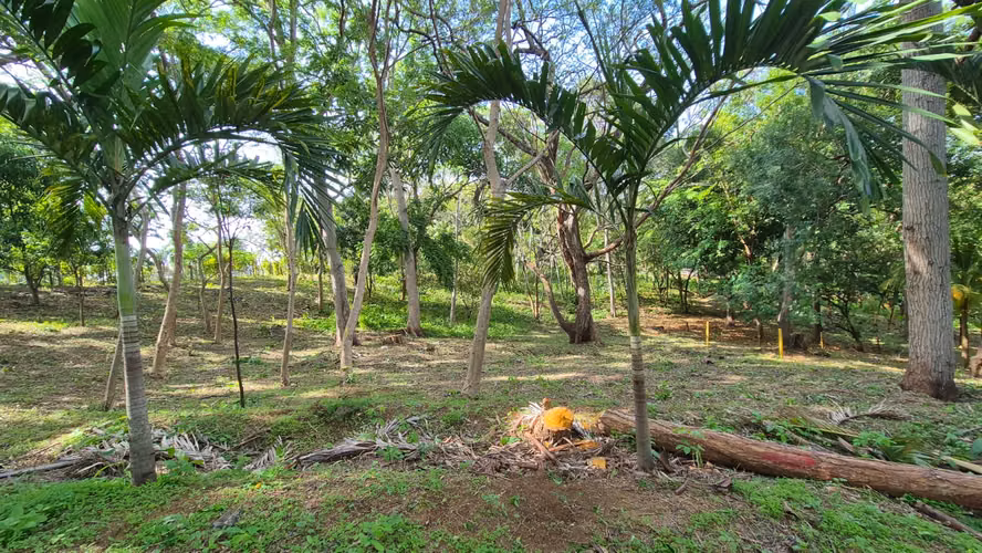 Precioso lote de terreno en San Isidro de la Cruz Verde - Imagen 3