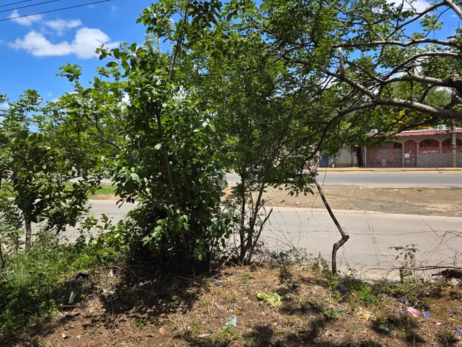 FH | En Renta Terreno 1241 v² (875.55 m²) | Sabana Grande