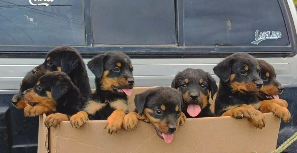 Cachorros rottweiler