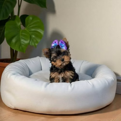 Yorkie Miniatura