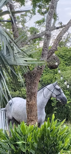 Vendo Potra Andaluza