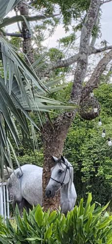Vendo Potra Andaluza