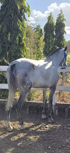 Vendo Potra Andaluza