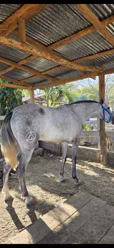 Vendo Potra Andaluza