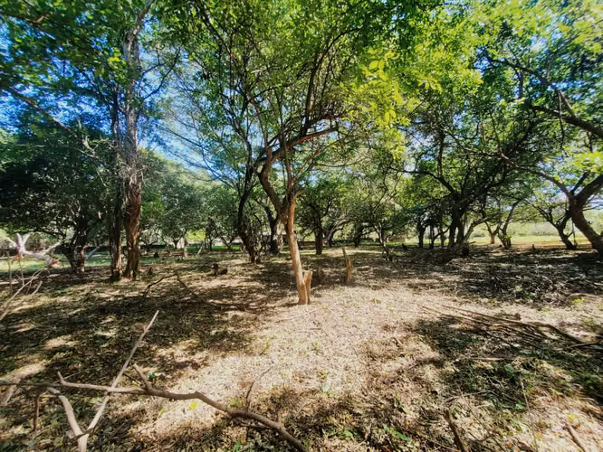 DG-Vendo terreno en Tisma km 38