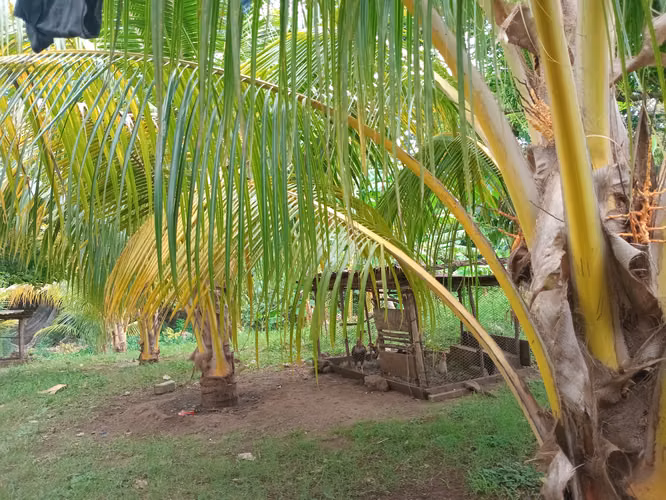 Venta de finca de 3 manzanas comunicarse al celular