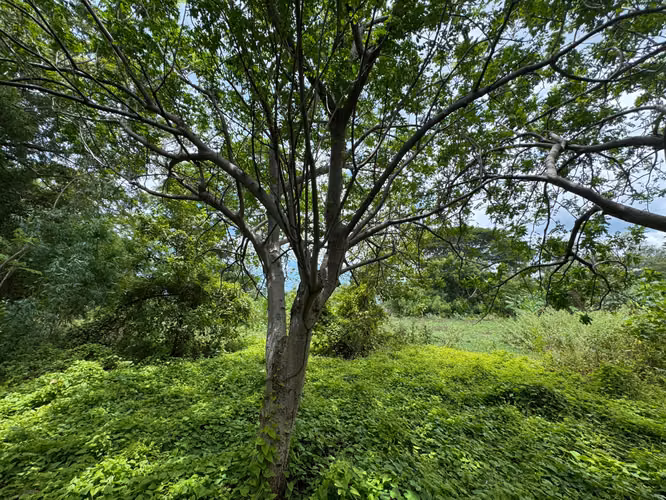 Venta de Terreno frente a Masachapa