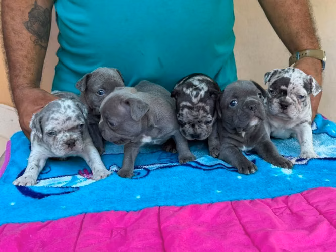 Bulldog Francés Merles