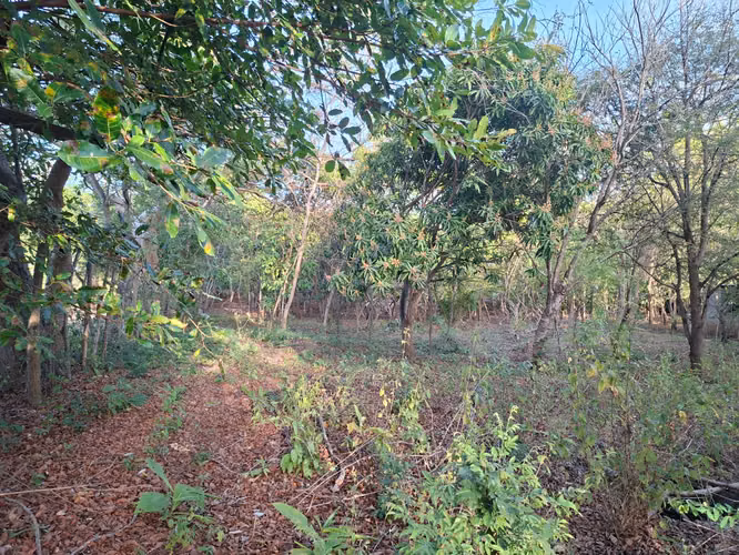  ¡Súper Precio! Lote de Terreno en Las Flores, Masaya