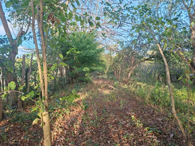  ¡Súper Precio! Lote de Terreno en Las Flores, Masaya