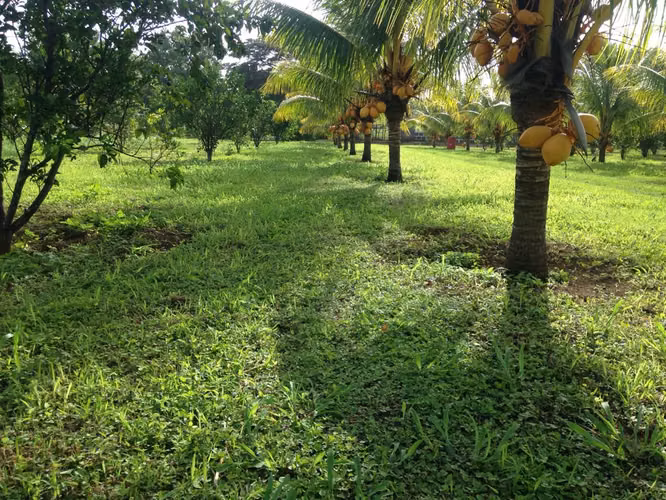  Venta de Finca en Nindirí