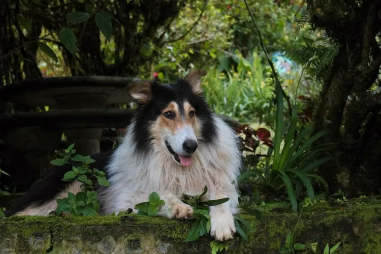 Pastor collie