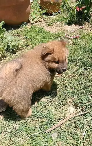 Cachorra
