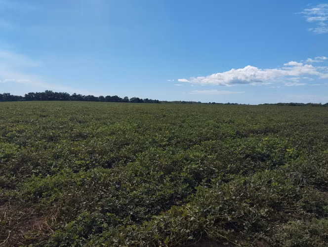 Finca Platanera Agro Verde en Venta