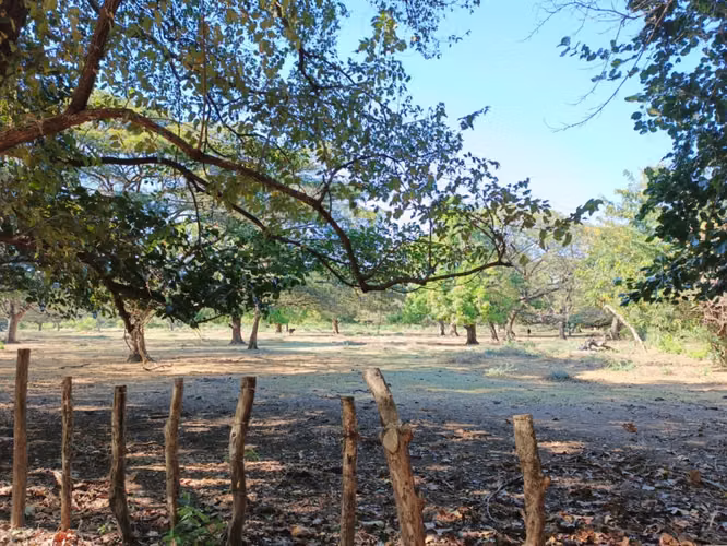 Venta de Finca en Nagarote