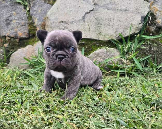 Bulldog Francés