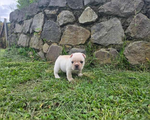Bulldog Francés