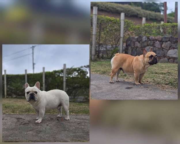 Bulldog Francés