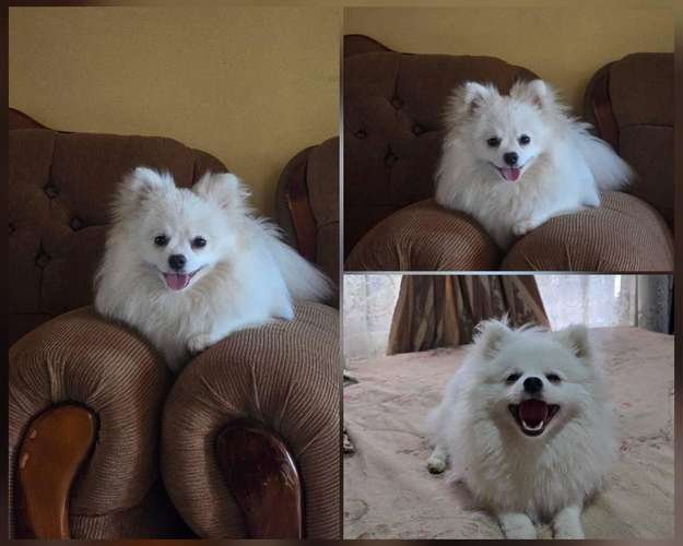 Pomerania