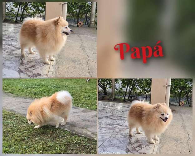 Pomerania