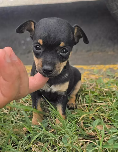 Vendo linda chicuacua