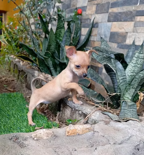 Chihuahua mini