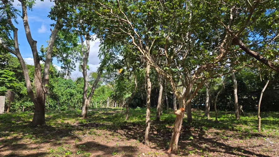 KM49 CARRETERA JINOTEPE TERRENO EN VENTA - Imagen 6