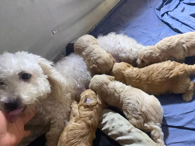 Perrito french poodle mini