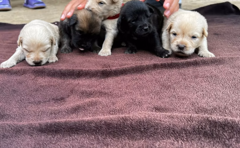 Cachorros chowchow
