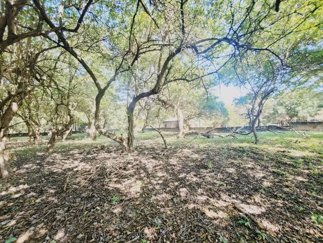 EB-Vendo terreno en Tisma km 38 - Imagen 2