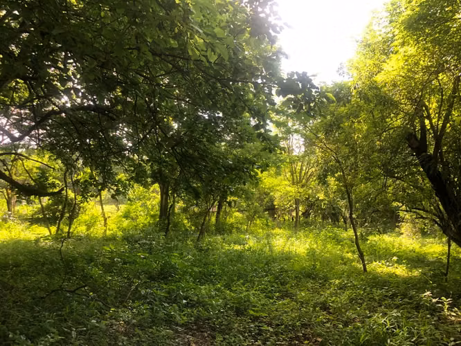 Venta de Terreno en Las Colinas