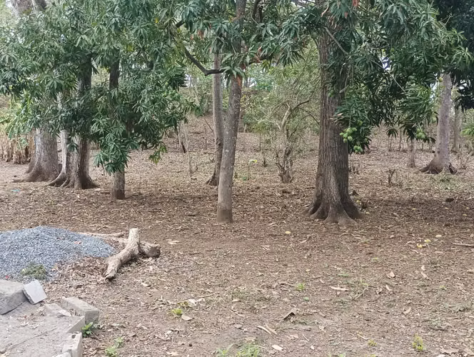 Venta de 3 Lotes de Tierra, cada uno mide 10 metros de frente por 28 metros de fondo