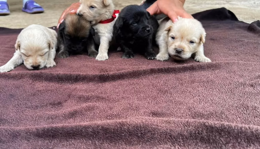 Cachorros