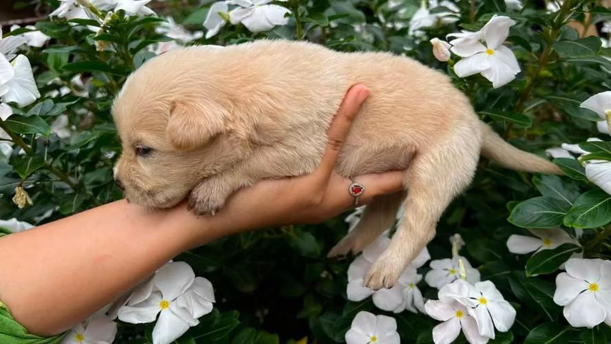 Cachorros