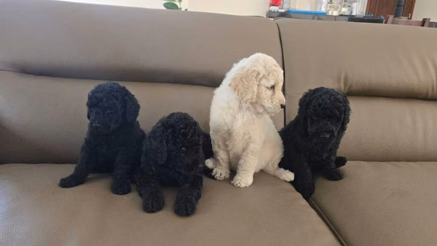 Poodles Gigantes - Imagen 2