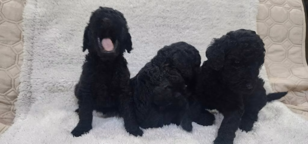 Poodles Gigantes - Imagen 4