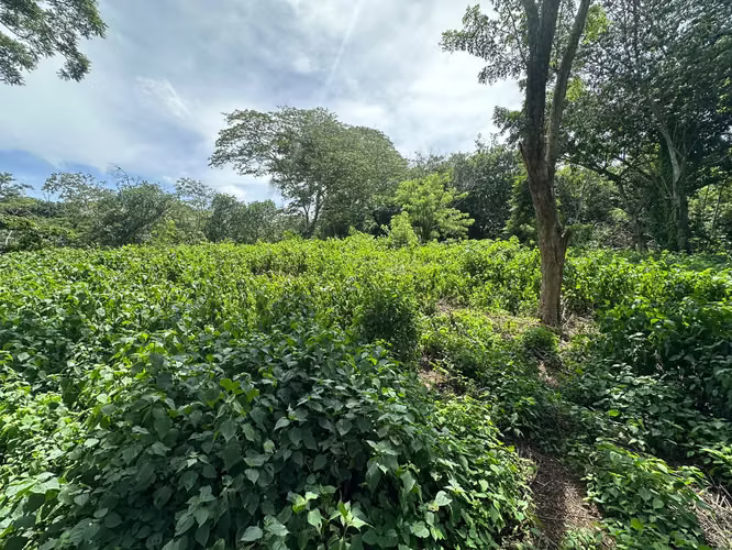 IM-En venta amplio terreno de 2500 v con buen acceso en Jinotepe - Imagen 5