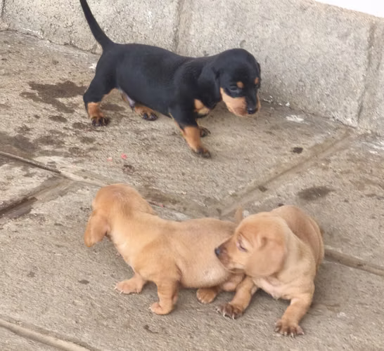 vendo 3 cachorritos salchichas