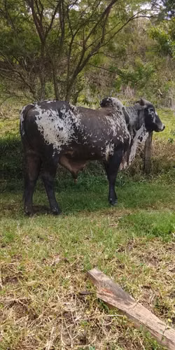 Diaponible Toro Zardo Negro .